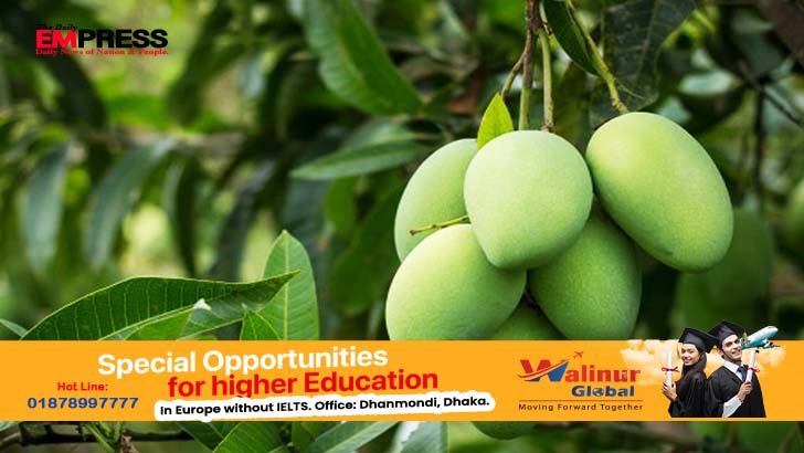 কাঁচা আম কি লিভারের জন্য ভাল? শরীরের আর কী কী উপকার হয় কাঁচা আম খেলে?