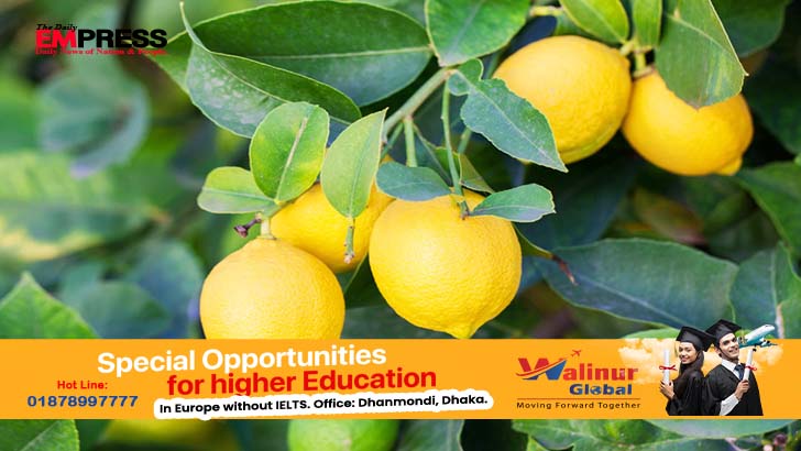 লেবুর পাতাও স্বাস্থ্যের জন্য উপকারী, নিয়মিত খেলে কী উপকার পাওয়া যায়? কী ভাবেই বা খাবেন